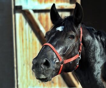 10 jähriger Noriker Wallach, Daros Nicole, Pferd kaufen, Oberwölz 