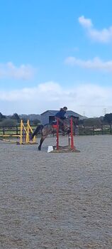 Horses For Sale 13.2hh Bay Roan 13.2hh Bay Roan, C jones , Horses For Sale, Stretcholt