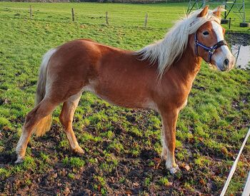 2 Jähriger sportlicher Haflinger, P.Bahr, Pferd kaufen, Bad Bramstedt