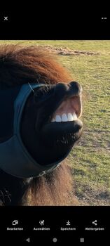 Pferd kaufen: 2 Shettys NUR zusammen 2 Shettys NUR zusammen, S. B, Pferd kaufen, Dorsten