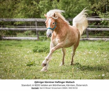 2jähriger Kärntner Haflinger-Wallach, Andrea, Horses For Sale, Velden am Wörthersee