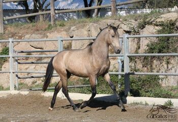 3 jähriger PRE Buckskin - aktuell ca 160 cm, Thomas Adams (Caballos PRE), Pferd kaufen, Bell