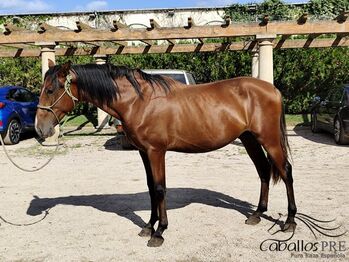 Pferd kaufen: 3 jähriger PRE Hengst - Fer Bonachon x Juglar XXVI 3 jähriger PRE Hengst - Fer Bonachon x Juglar XXVI, Thomas Adams (Caballos PRE), Pferd kaufen, Bell