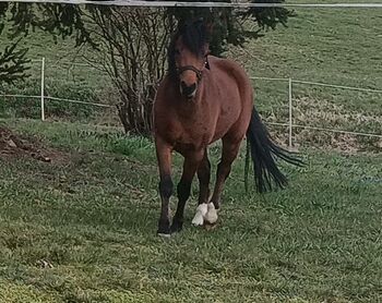 Pferd kaufen: 4 jähriger welsh Wallach 4 jähriger welsh Wallach, Unbekannt , Pferd kaufen, 03185 Peitz