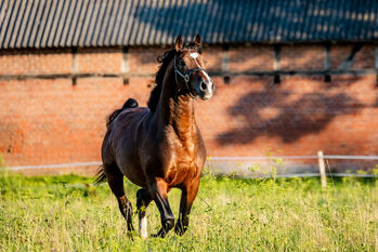 Pferd kaufen: 4 Jähriger Zangersheide Wallach 4 Jähriger Zangersheide Wallach, Kristina Häfele, Pferd kaufen, Burk