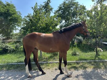 Pferd kaufen: 5 jähriger Wallach 5 jähriger Wallach, Michael , Pferd kaufen, Seibersdorf