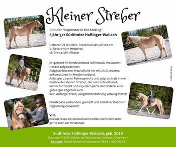 5jähriger Südtiroler Haflinger-Wallach, Andrea, Pferd kaufen, Velden am Wörthersee