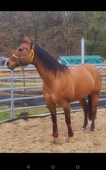 6 J. QH Stute, Janine , Pferd kaufen, Greifenstein