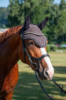 6 jähriges kleines deutsches Sportpferd, Fabienne Studerus, Pferd kaufen, Niederhasli