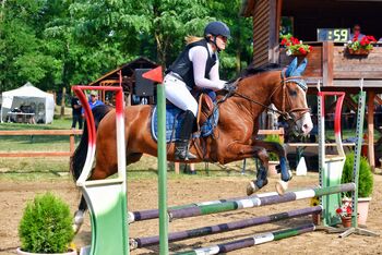 7-jähriger Wallach zu verkaufen..., Alex Csoban, Horses For Sale, Derecske