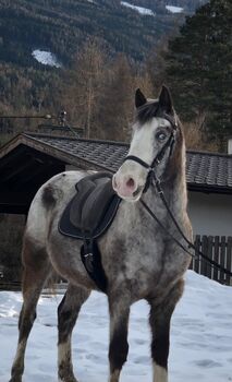 9 jährigen Appaloosawallach, SP, Pferd kaufen, Innsbruck