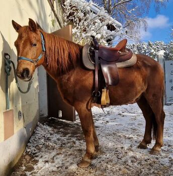 Abenteuerlustiger Ponymixwallach will die Welt erobern, Pferdevermittlung Leus, Pferd kaufen, Pyrbaum