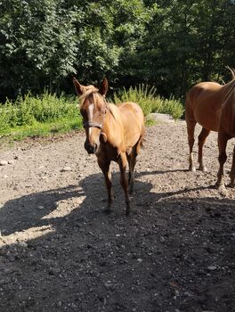 Pferd kaufen: Absetzer Stutfohlen Absetzer Stutfohlen, Privat, Pferd kaufen, Schmitzberg