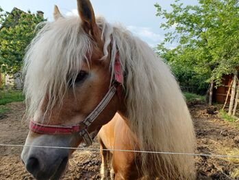 Aladin (Haflinger) sucht einen neuen Besitzer, Aladin, Horses For Sale, Mogyoród