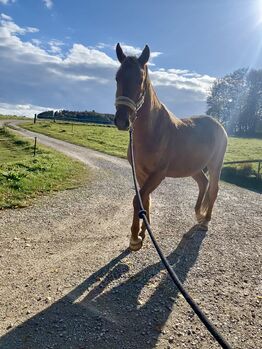 fast 4 jähriger Spanier, Jenny, Horses For Sale, Hohenstein 