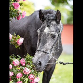 andalusicher Chameur mit Traumoptik, Nikita Killius , Horses For Sale, Lahr/Schwarzwald