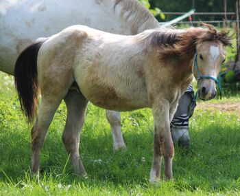 Pferd kaufen: Appaloosa Hengst Jährling 2/2024 Herausragende Bewegungen Appaloosa Hengst Jährling 2/2024 Herausragende Bewegungen, Wolfgang Künkel, Pferd kaufen, Preuß. Oldendorf