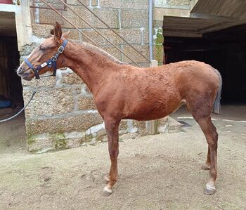 APSL Fuchsstute mit  Blesse / full papers, Post-Your-Horse.com (Caballoria S.L.), Horses For Sale, Rafelguaraf