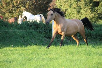 APSL Lusitano Stute, Shirin Sahin, Pferd kaufen, Altenstadt 