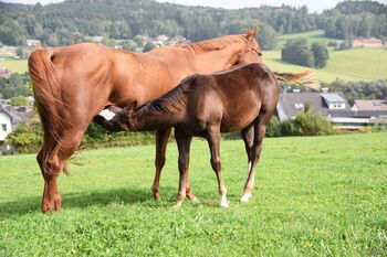 AQHA Stute mit chestnut AQHA Fohlen zu verkaufen, Juliane Stockinger, Pferd kaufen, Ampflwang