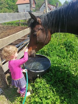 Araberstute, Gabriela , Horses For Sale, Radovan 