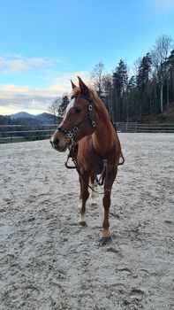 Araberstute zu verkaufen, Aimee Faes, Horses For Sale, Reigoldswil