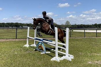 Bay Thoroughbred Gelding, Luke, Horses For Sale, London