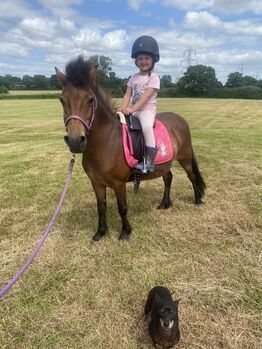 Horses For Sale Beautiful Dartmoor mare Beautiful Dartmoor mare, Nadine , Horses For Sale, Exeter