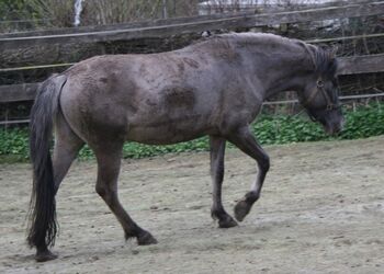 Wunderschöner großer Konik mit Stammbaum, Tina, Horses For Sale, Calden