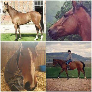 Beautiful Mare, Dione O'Brien, Horses For Sale, Mid Glam