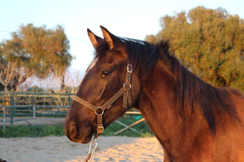 Wunderschöne Stute mit Potenzial, Pia , Horses For Sale, Conil de la Frontera