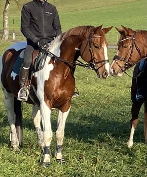 Wunderschöner Schecke abzugeben, Barbara , Horses For Sale, Kallham