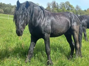 Wunderschöner reinrassigen Friesenhengst 5 Jahre alt, Daniela Happ, Horses For Sale, Imst