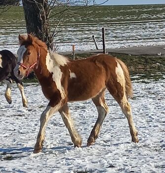 Wunderschönes Tinker Haflinger mix Hengstfohlen, Kaser, Horses For Sale, Höhnhart