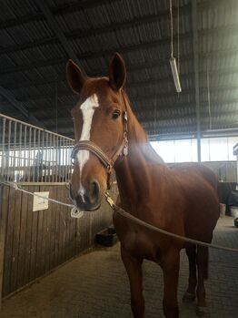 Pferd kaufen: Bedingt reitbare Stute/Zuchtstute, 18j Bedingt reitbare Stute/Zuchtstute, 18j, Jasmin , Pferd kaufen, Fehmarn