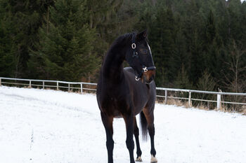 Pferd kaufen: Beistellpferd, bedingt reitbar – sucht liebevolles Zuhause Beistellpferd, bedingt reitbar – sucht liebevolles Zuhause, Anna Koppensteiner, Pferd kaufen, Zwettl