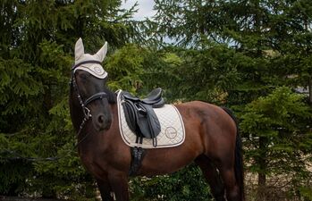Pferd kaufen: Beistellpferd Beistellpferd, Corinna, Pferd kaufen, St. Gotthard im Mühlkreis