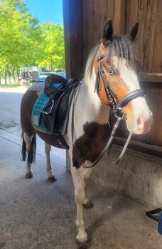 Pferd kaufen: Bezaubernder Reitponywallach Bezaubernder Reitponywallach, Janina, Pferd kaufen, Reinbek