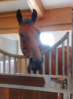 Pferd kaufen: Bildhübscher 6-jähriger KWPN Wallach mit top Abstammung Bildhübscher 6-jähriger KWPN Wallach mit top Abstammung, Cindy Brand, Pferd kaufen, Neerach