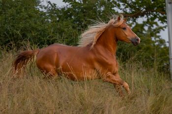 bildhübscher Haflinger Wallach zum Selbstausbilden, Kerstin Rehbehn (Pferdemarketing Ost), Pferd kaufen, Nienburg