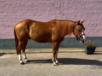 Pferd kaufen: Bildhübscher, leistungsbereiter Quarter Horse Wallach mit Top-Pedigree - Ready to Show! Bildhübscher, leistungsbereiter Quarter Horse Wallach mit Top-Pedigree - Ready to Show!, Kerstin Rehbehn (Pferdemarketing Ost), Pferd kaufen, Nienburg