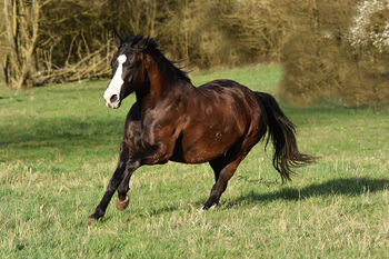 Schwarzbraune, liebevolle Quarter Horse Stute, Kerstin Rehbehn (Pferdemarketing Ost), Horses For Sale, Nienburg