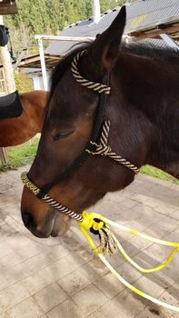 Bosal zu verkaufen, Bosal, Eveline Müller , Gebisslose Zäumungen, Hardt