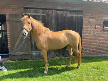 Pferd kaufen: Braver Ponywallach Braver Ponywallach, Leah Schulte, Pferd kaufen, Eggermühlen