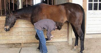 Brown AQHA Gelding, Heritage Quarter Horses Ranch, Horses For Sale, Los Angeles