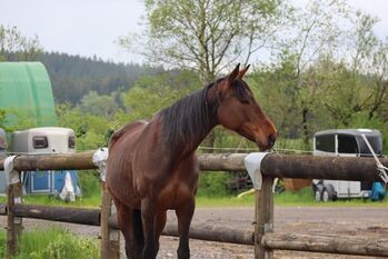 Pflegebeteiligung, A. Katharina, Horses For Sale, Sindelsdorf