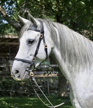 Pferd kaufen: Castañuela - Andalusier, Stute, 9 Jahre, Schimmel Castañuela - Andalusier, Stute, 9 Jahre, Schimmel, WOW Pferd (WOW Pferd), Pferd kaufen, Bayern - Attenkirchen