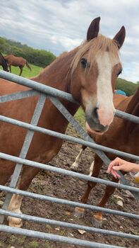 Horses For Sale Chesnut pony Chesnut pony, T J Helley, Horses For Sale, Bristol