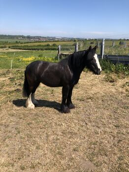 Horses For Sale Cob mare for sale Cob mare for sale, Mrs Sonia collins, Horses For Sale, Nottingham