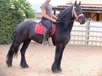 Ständig Fahr-u.Freizeitpferde zu verkaufen!, Pferdehandlung Christian Kürschner, Horses For Sale, Buttstädt